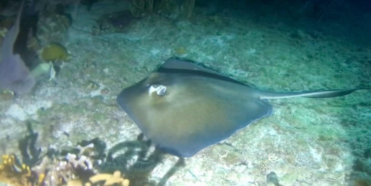Raya observada durante snorkel nocturno en Cozumel
