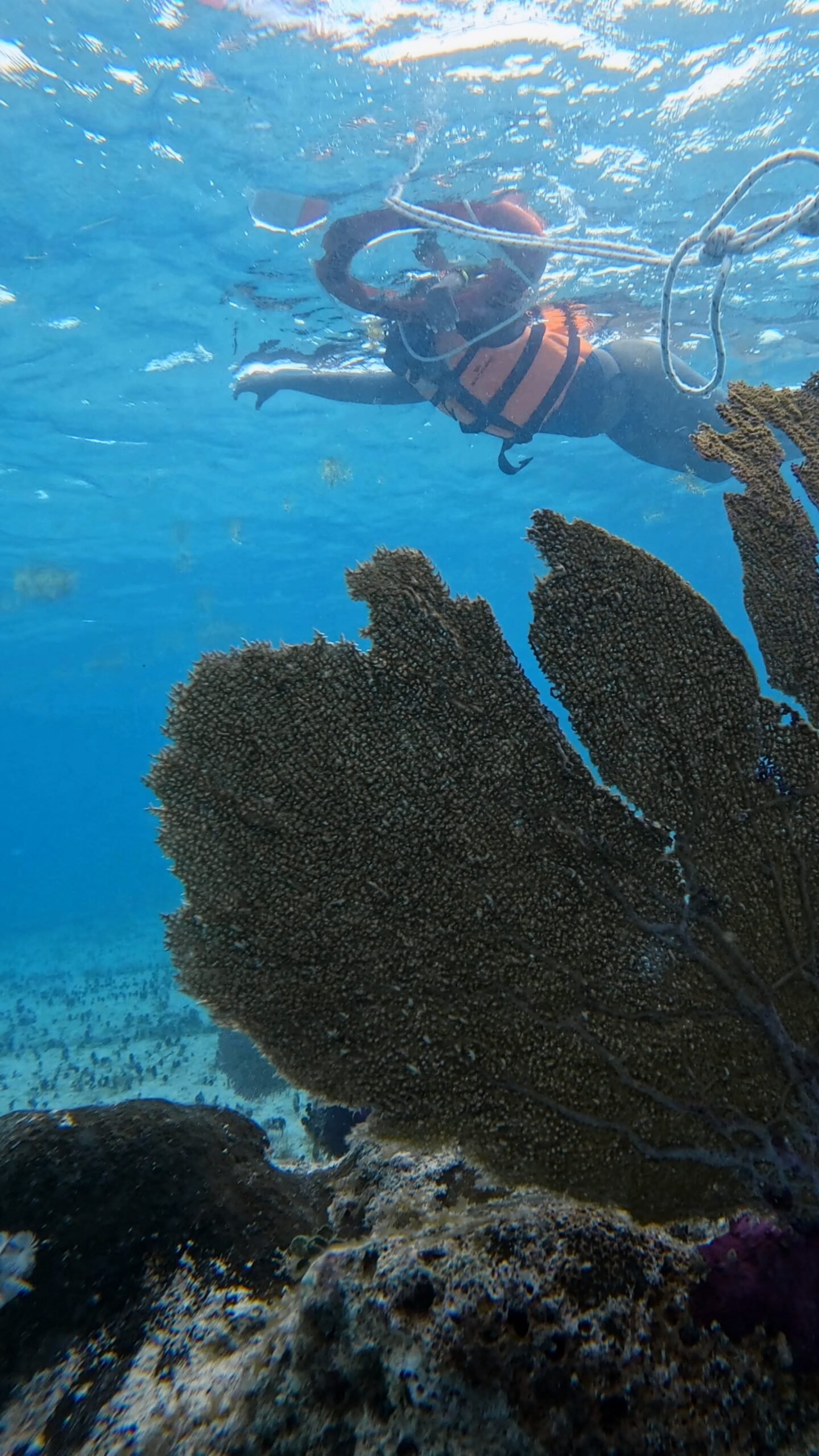 Snorkeling en Banana Beach Club Cozumel